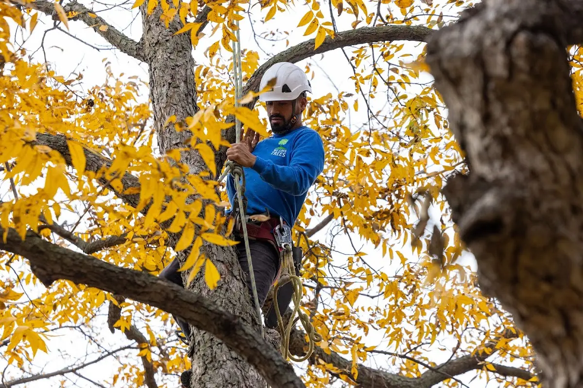Skilled Tree Transplanting crew working in Cantril
